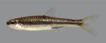 Notropis ortenburgeri Kiamichi Shiner 95