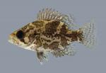 Ambloplites ariommus Shadow Bass 2214