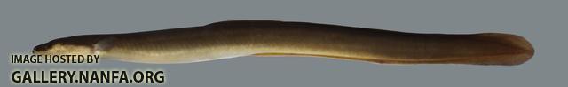 Anguilla rostrata American Eel 3559 