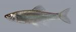 Cyprinella whipplei Steelcolor Shiner 892