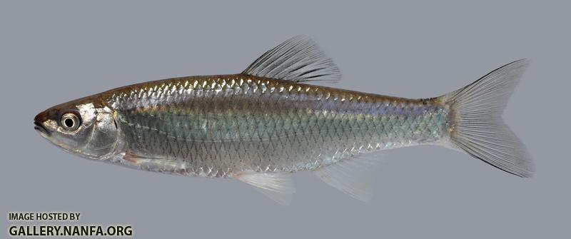 Cyprinella whipplei Steelcolor Shiner 892