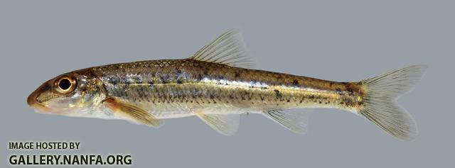 Erimystax x-punctatus Gravel Chub 1011