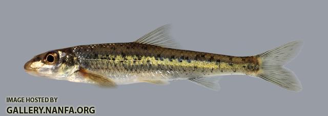 Erimystax x-punctatus Gravel Chub 1146