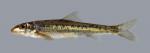 Erimystax x-punctatus Gravel Chub 1146