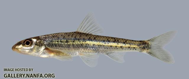 Erimystax x-punctatus Gravel Chub 1402