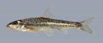 Erimystax x-punctatus Gravel Chub 1402