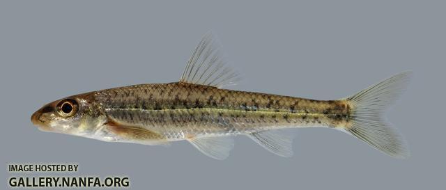 Erimystax x-punctatus Gravel Chub 1453