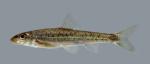 Erimystax x-punctatus Gravel Chub 1453