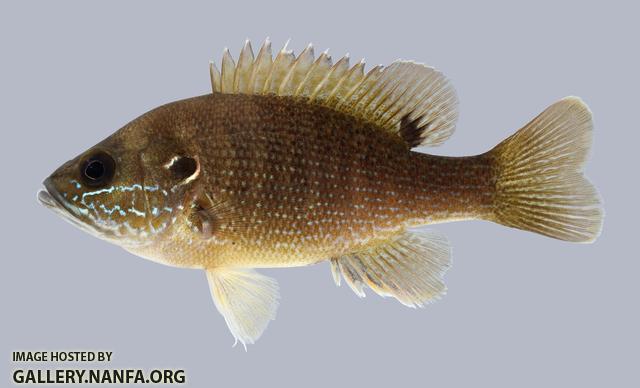 Lepomis cyanellus Green Sunfish 2699