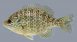 Lepomis microlophus Redear Sunfish