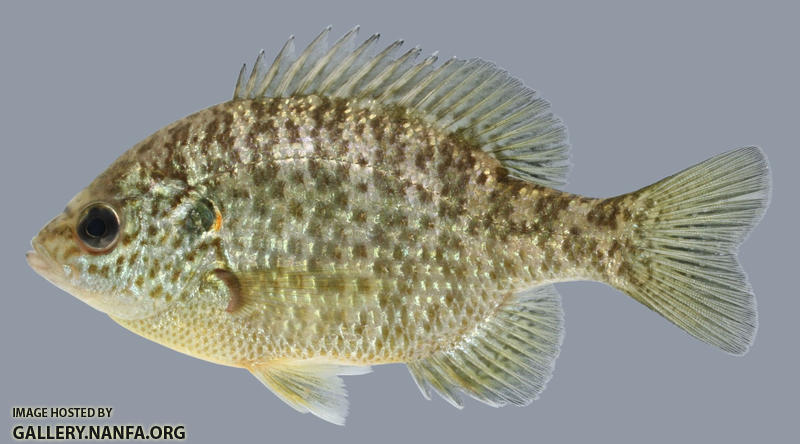 Lepomis microlophus Redear Sunfish