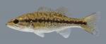 Micropterus punctulatus Spotted Bass 2804