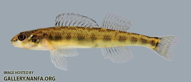 Percina copelandi Channel Darter 1585