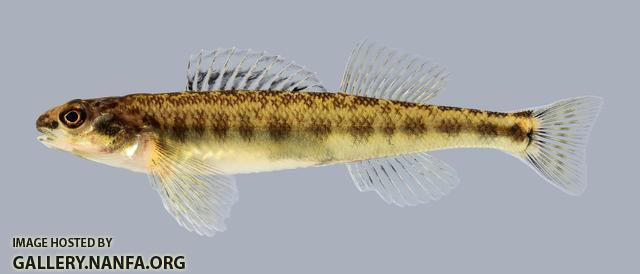 Percina copelandi Channel Darter 1729