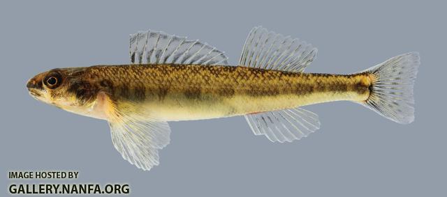 Percina copelandi Channel Darter 2132