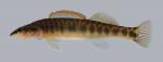 Percina nasuta Longnose Darter 057