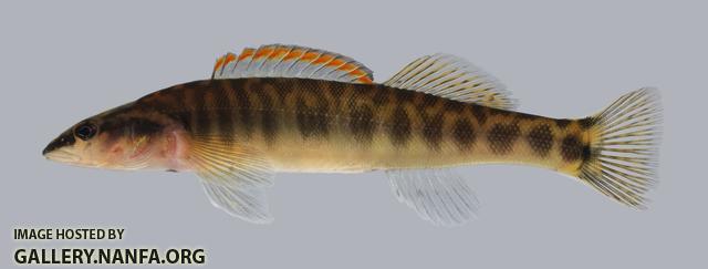 Percina nasuta Longnose Darter 057