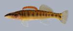 Percina nasuta Longnose Darter 90