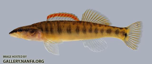 Percina nasuta Longnose Darter 90