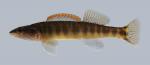 Percina nasuta Longnose Darter 378