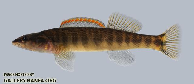 Percina nasuta Longnose Darter 378