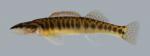 Percina nasuta Longnose Darter 535