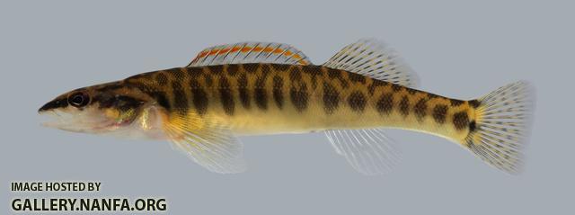 Percina nasuta Longnose Darter 535