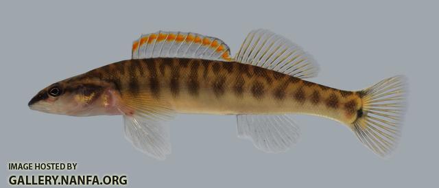 Percina nasuta Longnose Darter 621