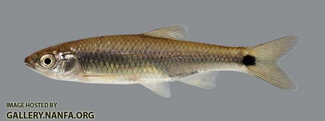 Cyprinella venusta Blacktail Shiner 282