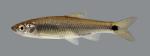 Cyprinella venusta Blacktail Shiner 282