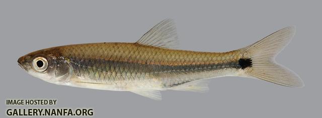 Cyprinella venusta Blacktail Shiner 454