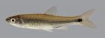 Cyprinella venusta Blacktail Shiner 454