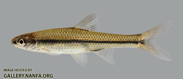 Opsopoeodus emiliae  Pugnose Minnow 363