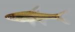 Opsopoeodus emiliae  Pugnose Minnow 363