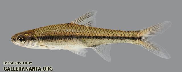 Opsopoeodus emiliae Pugnose Minnow 169