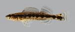 Percina sciera  Dusky Darter 14