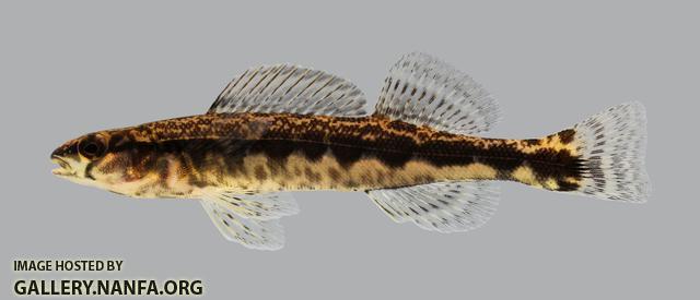 Percina sciera  Dusky Darter 14