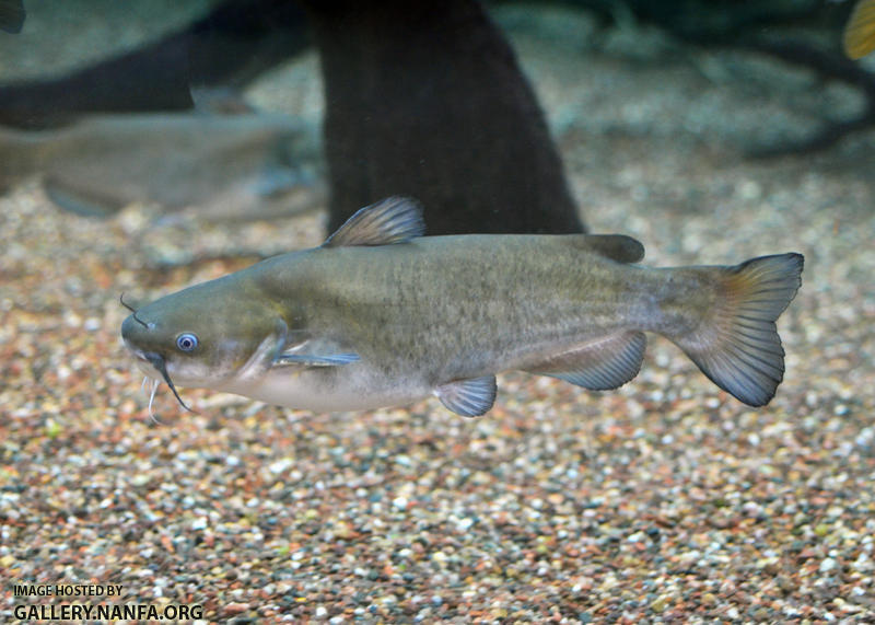 White catfish Ameiurus catus