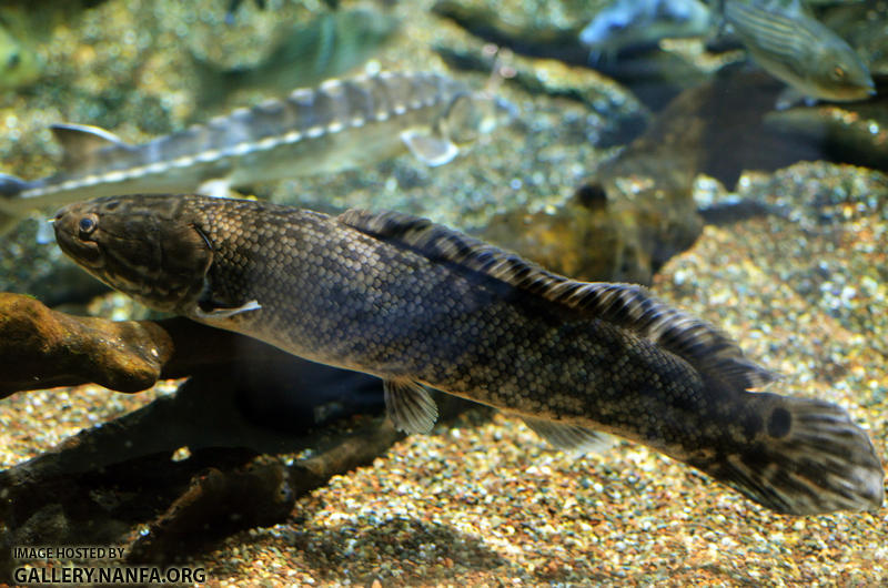 Bowfin Amia calva