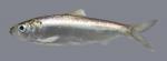 Alosa alabamae Alabama Shad 691