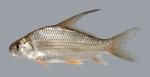 Carpiodes velifer Highfin Carpsucker 1028