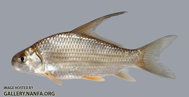 Carpiodes velifer Highfin Carpsucker 1028