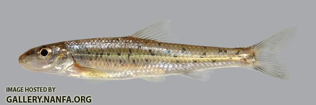 Erimystax x-punctatus Gravel Chub 1244