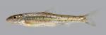 Erimystax x-punctatus Gravel Chub 1244