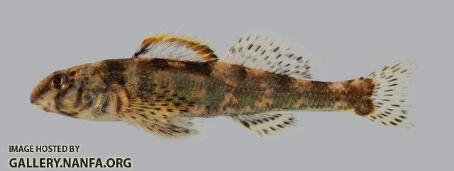 Etheostoma histrio Harlequin Darter 2164