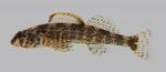 Etheostoma histrio Harlequin Darter 2260