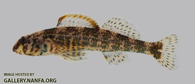 Etheostoma histrio Harlequin Darter 2260