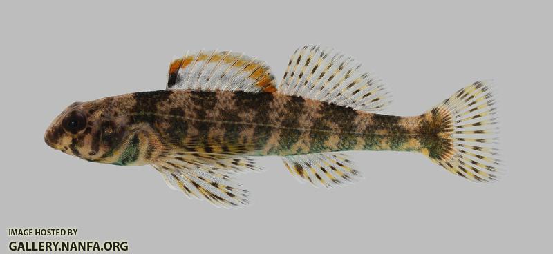 Etheostoma histrio Harlequin Darter 2330