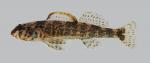 Etheostoma histrio Harlequin Darter 2454