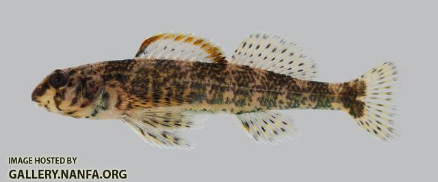 Etheostoma histrio Harlequin Darter 2454